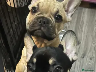 French Bulldog dogs 2 beautiful boys waiting for their forever homes - Advert 2