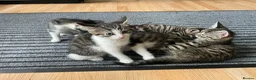 Domestic Shorthair cats for sale: 5 beautiful tabby kittens 8 weeks old  - Advert 3