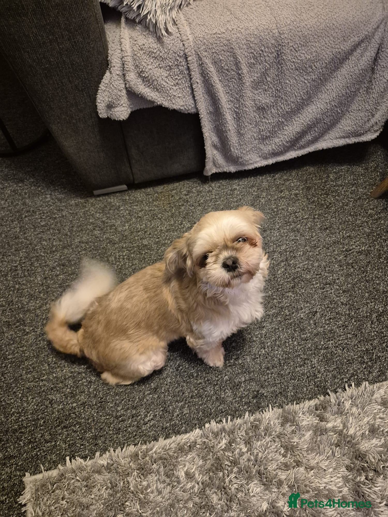 Shih Tzu dogs Shihzu girl 2 and a half years old - Advert 15