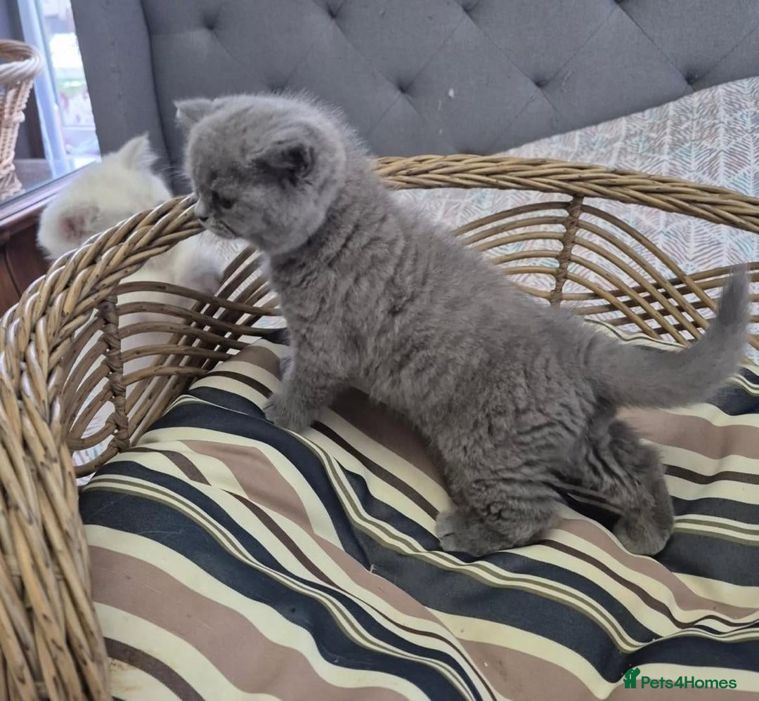 British Longhair cats for sale: Stunning World Champ British shorthair kittens - Advert 8