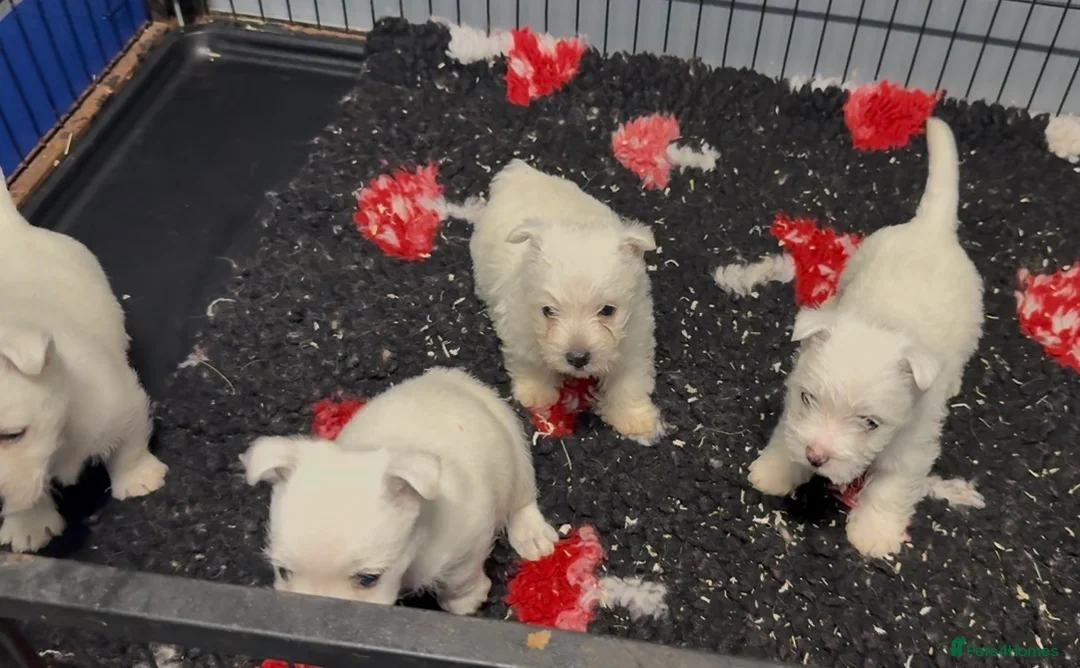 West Highland Terrier dogs for sale: West Highland Terrier Pups Pure Pedigree - Advert 5