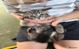 Bengal cats for sale: X Bengal Kittens x5 available   - Image 13