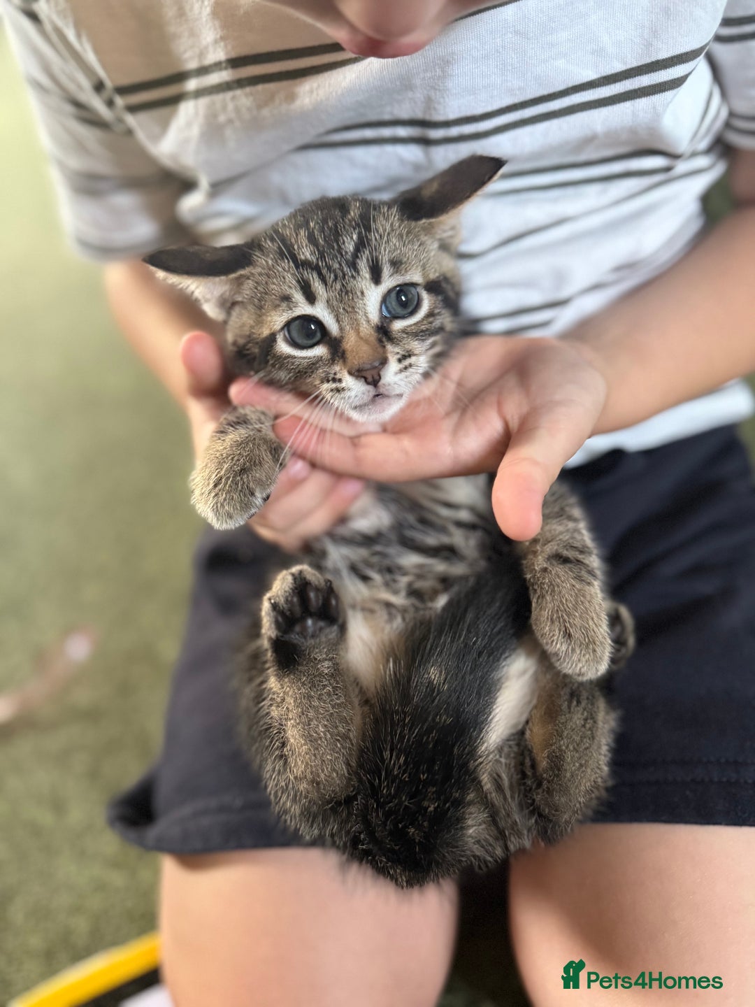 Bengal cats for sale: X Bengal Kittens x5 available   - Image 13
