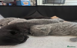 British Shorthair cats for sale: Pure British shorthair kittens  - Advert 10