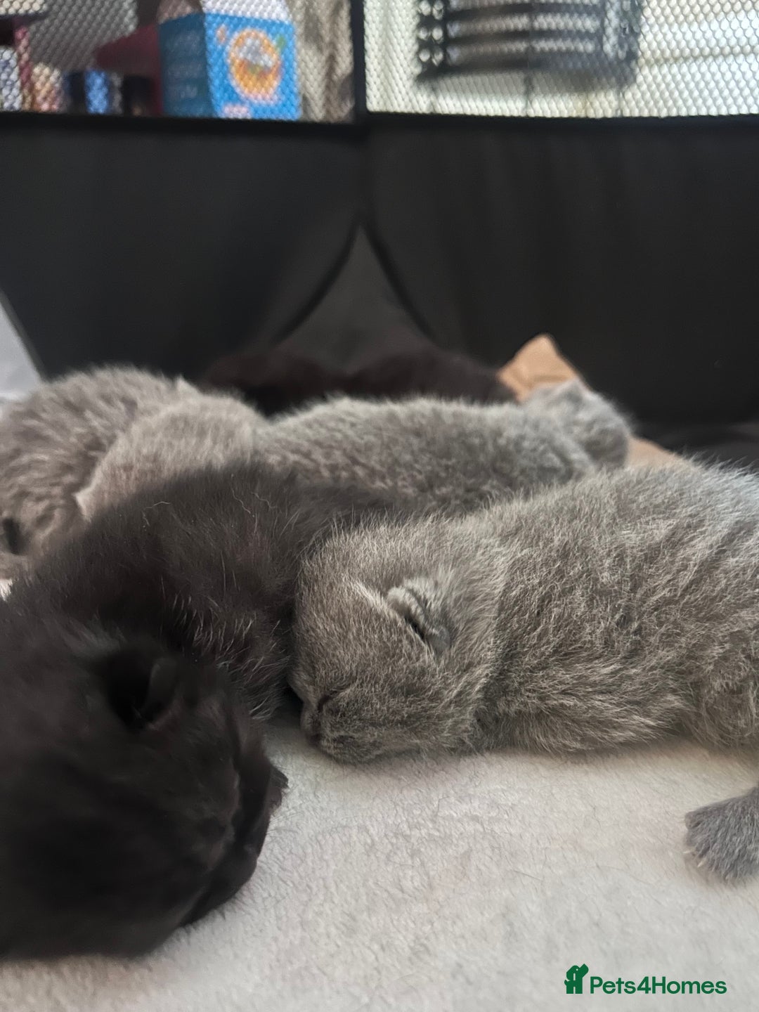 British Shorthair cats for sale: Pure British shorthair kittens  - Advert 10