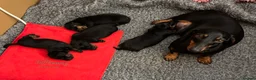 Miniature Dachshund dogs for sale: Superb 5 generation KC pedigree Mini Dachshunds 🐶 - Advert 3