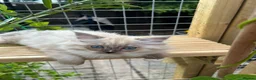 Ragdoll cats for sale: Ragdoll Cherubim Mink Kittens TICA - Advert 9