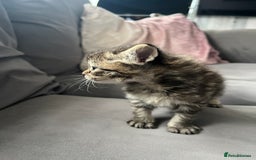 Ragdoll cats for sale: Ragdoll kittens  - Image 14