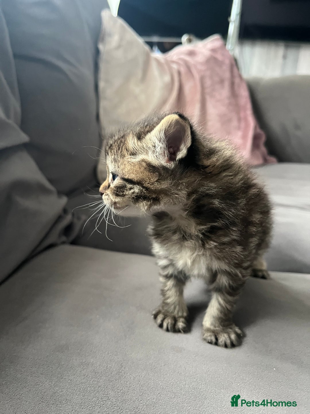 Ragdoll cats for sale: Ragdoll kittens  - Image 14