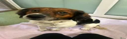 Mixed Breed dogs for adoption: Nettle - Advert 6