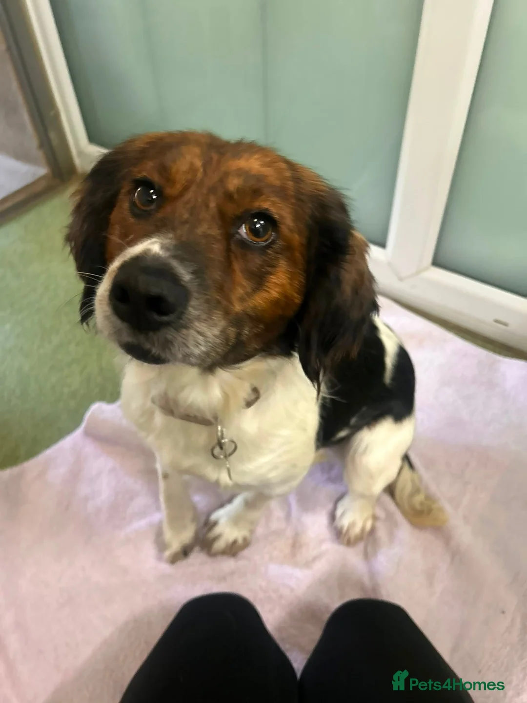 Mixed Breed dogs for adoption: Nettle - Advert 6