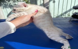Bengal cats for sale: Gob smacking rare kittens  - Image 7