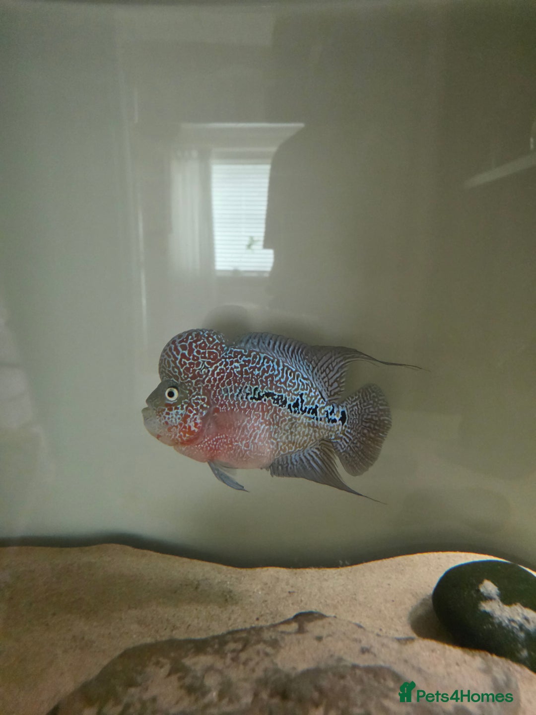 Cichlids fish for sale: Male Flowerhorn - Image 2