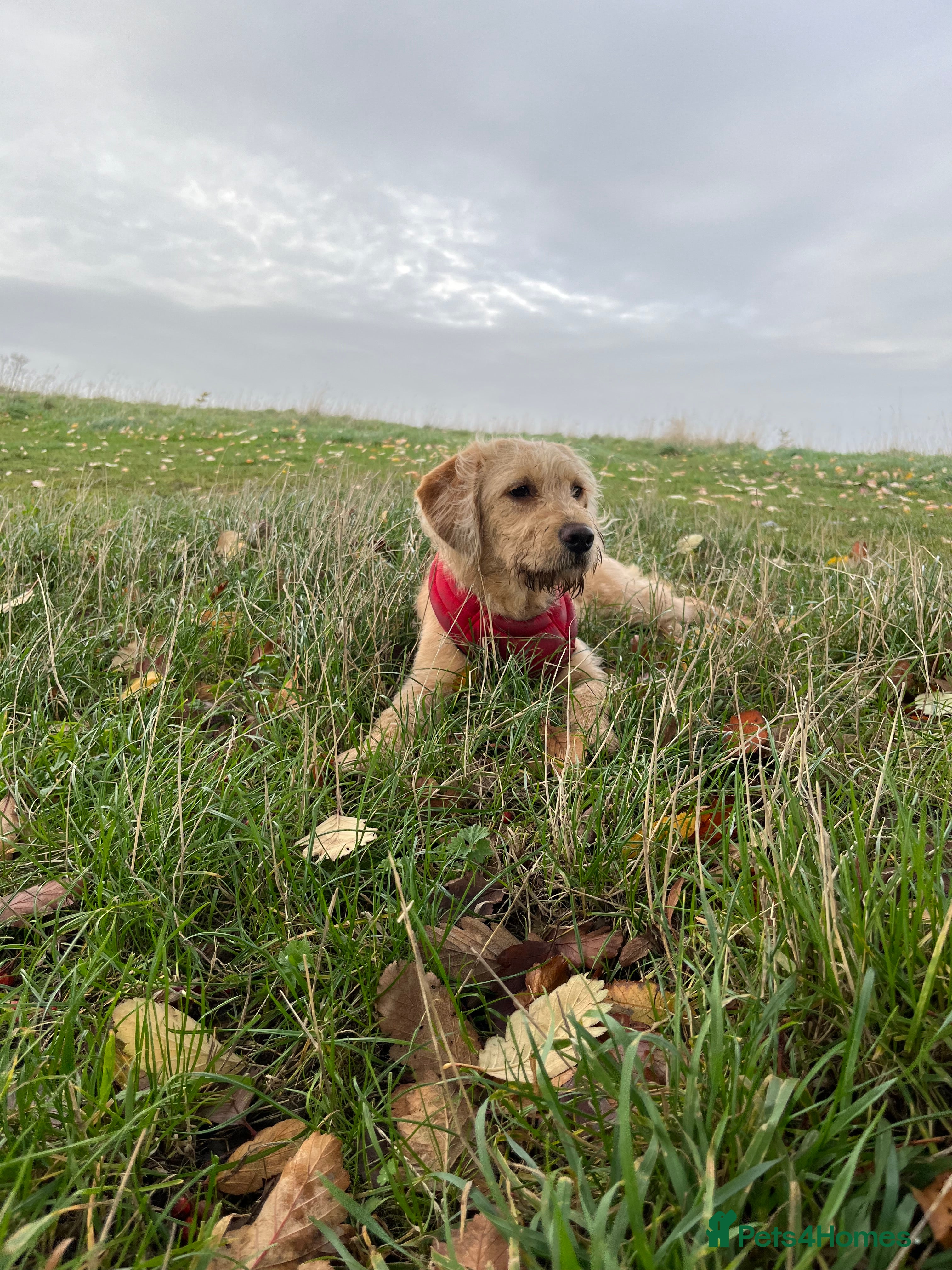 Labradoodle dogs Waffle - Advert 1