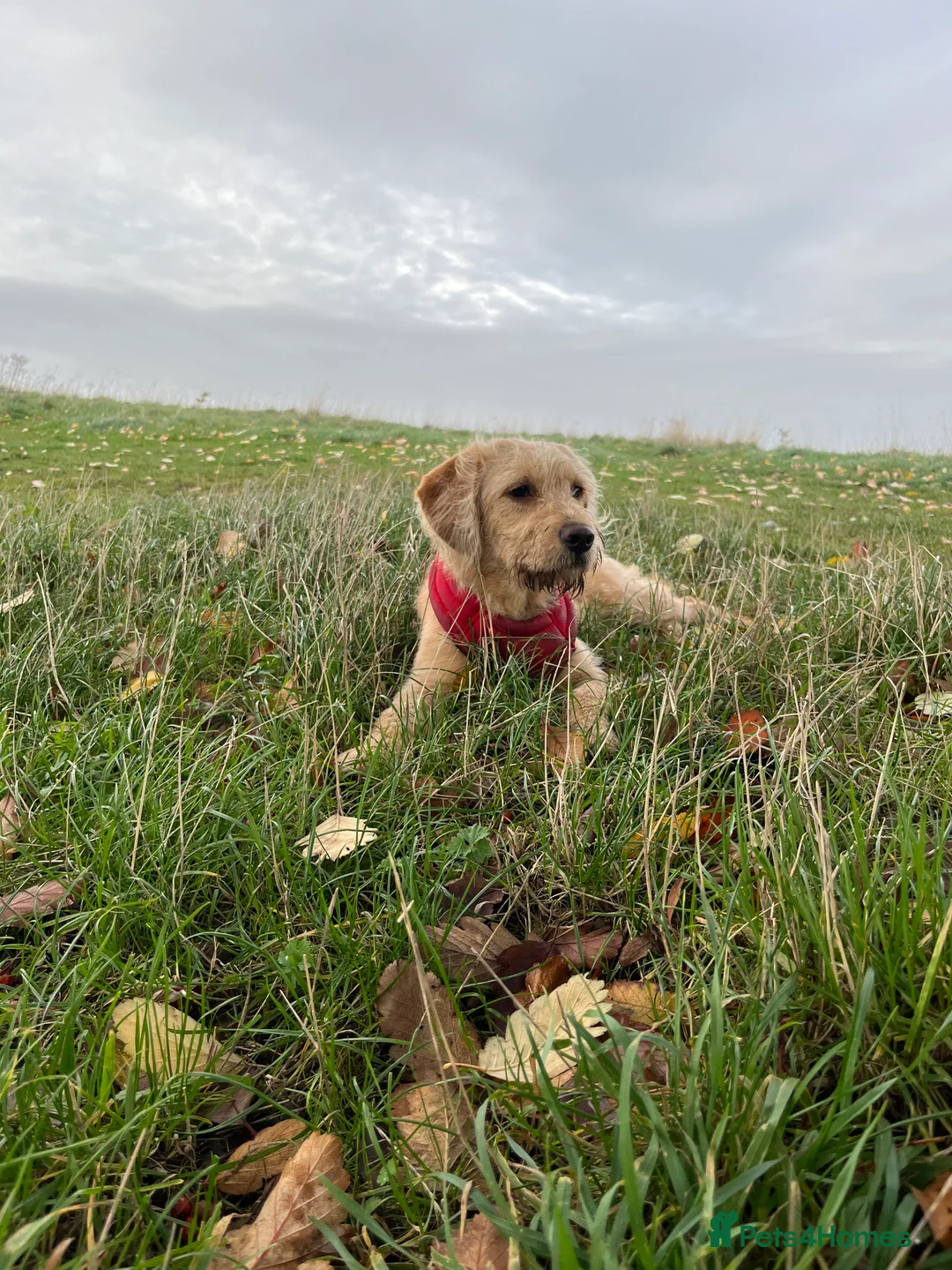 Labradoodle dogs for sale: Waffle - Advert 1