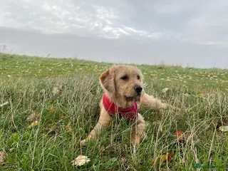 Labradoodle dogs Waffle - Advert 1