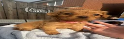 Cavapoo dogs for sale: ⭐ Ready today! F1 Health tested Cavapoos⭐ - Advert 27