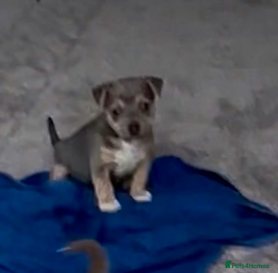 Jack Russell dogs for sale: Blue/tan and lilac Jack Russell Puppies - Advert 2