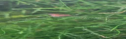 Other/Mixed Breed fish for sale: Mixed tropical fish available please read in Poole - Advert 10