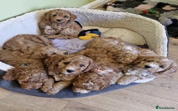 Toy Poodle dogs for stud: Proven red toy poodle For stud  ( Health tested )  in Rotherham - Image 21