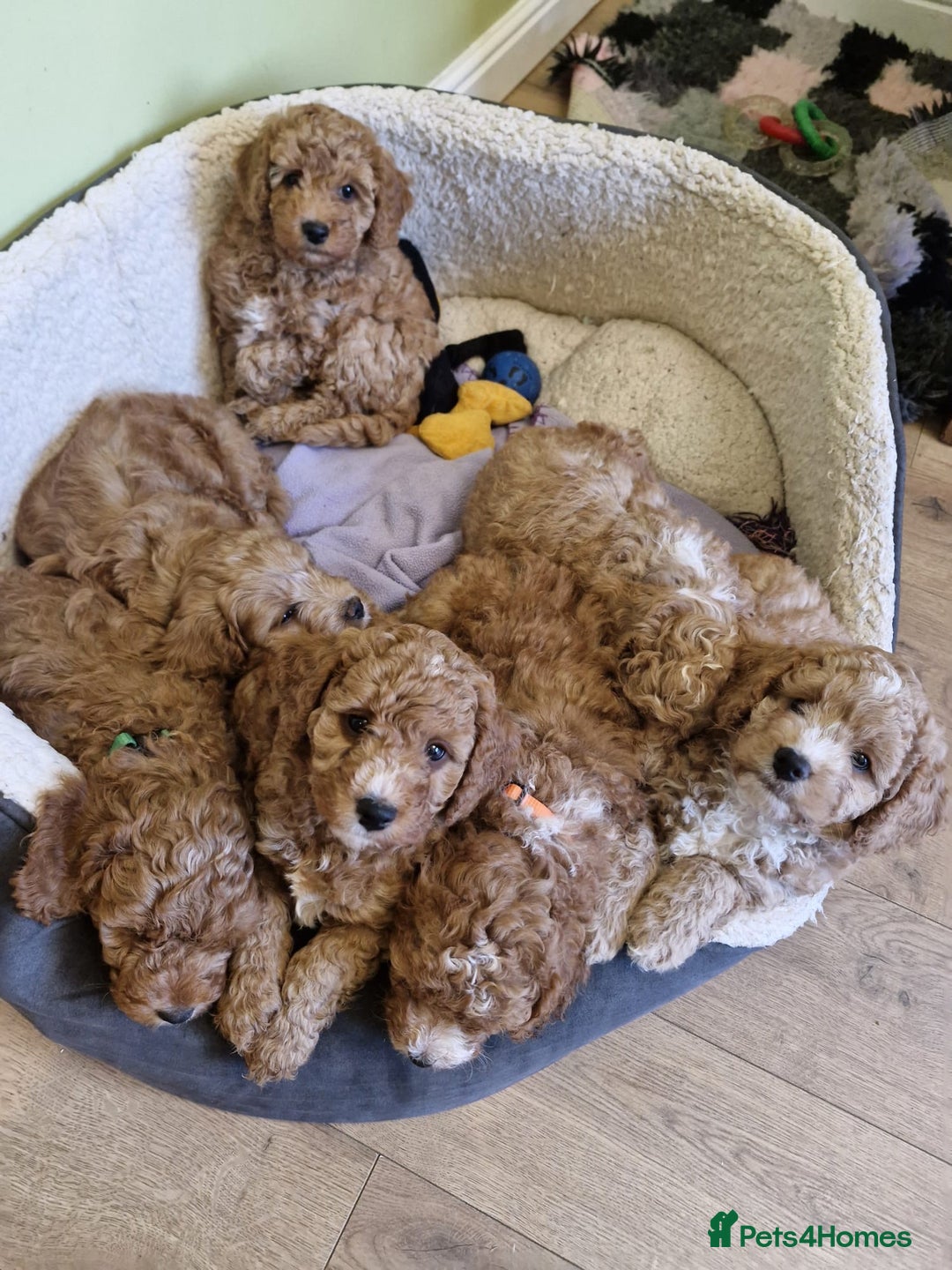 Toy Poodle dogs for stud: Proven red toy poodle For stud  ( Health tested )  in Rotherham - Image 21