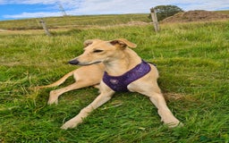 Mixed Breed dogs for sale: 10 Beautiful bedlington whippet x lurcher puppies! - Image 14