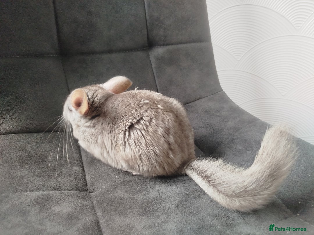 Chinchilla rodents for sale: Cuddly male chinchilla for sale - Image 5