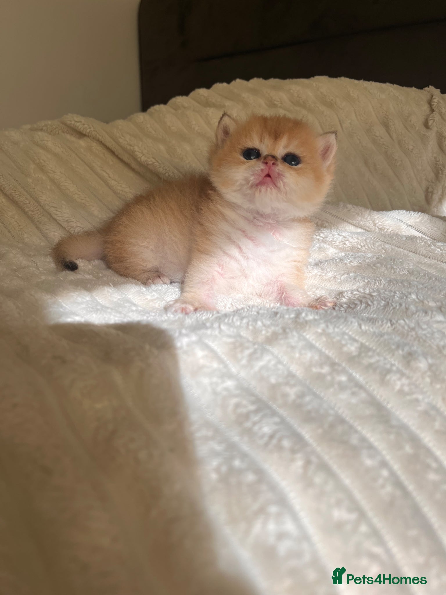 British Shorthair cats Scrumptious GCCF Reg NY12 Chinchilla Girl  - Advert 9