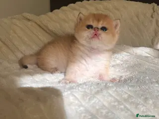 British Shorthair cats Scrumptious GCCF Reg NY12 Chinchilla Girl - Advert 9