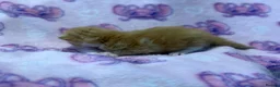 Mixed Breed cats for sale: Frankie’s Kittens Ready 20th August - Advert 6