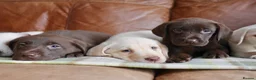 Labrador Retriever dogs for sale: Stunning Health Tested Labrador Puppies - Advert 7