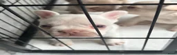 French Bulldog dogs for sale: Stunning French Bulldog Puppies – Family Raised in Durham - Advert 11