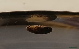 Snails fish for sale: Nerite snails true fresh water - Image 9