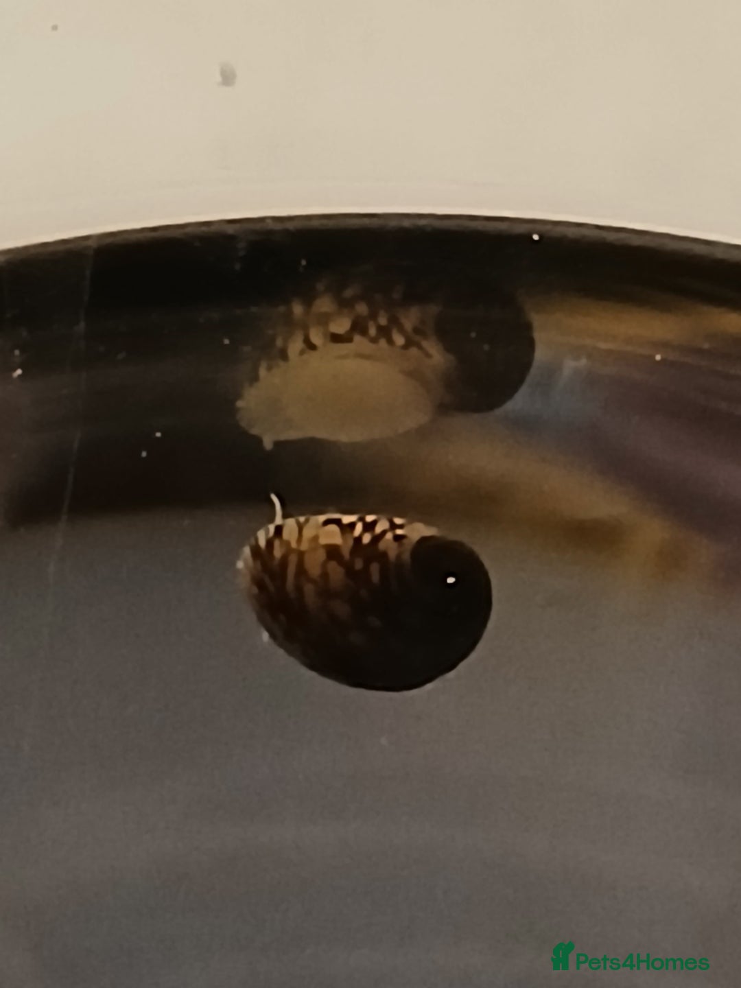Snails fish for sale: Nerite snails true fresh water - Image 9