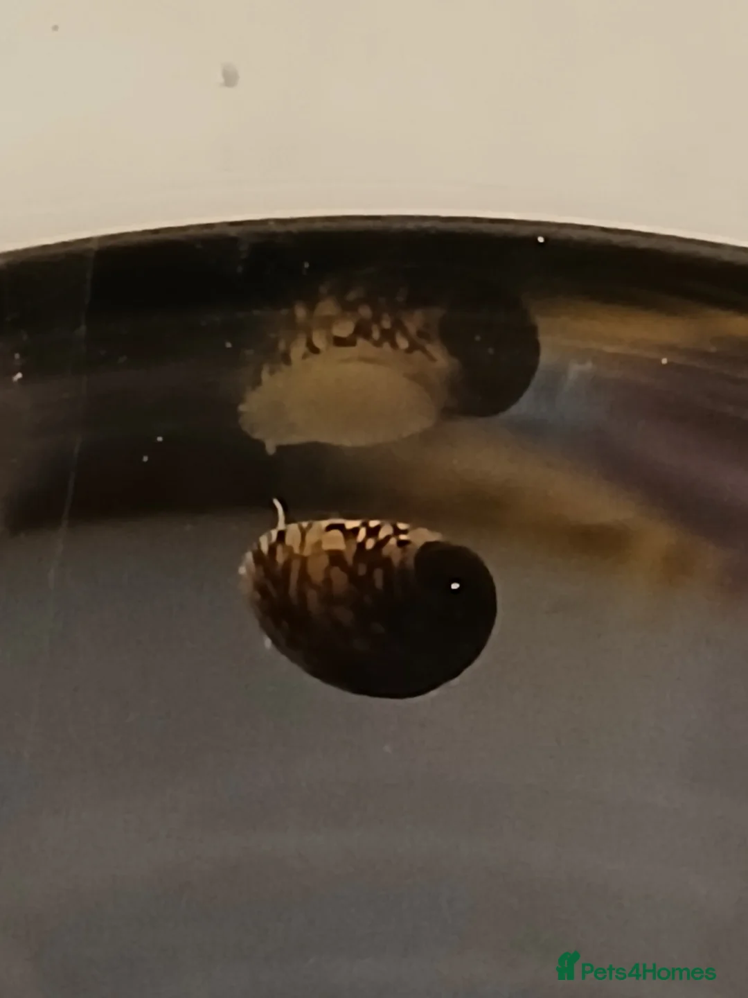 Snails fish for sale: Nerite snails true fresh water - Advert 9