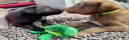 Mixed Breed dogs for sale: Gorgeous Siberian Shepsky x Weimaraner Puppies  - Advert 22