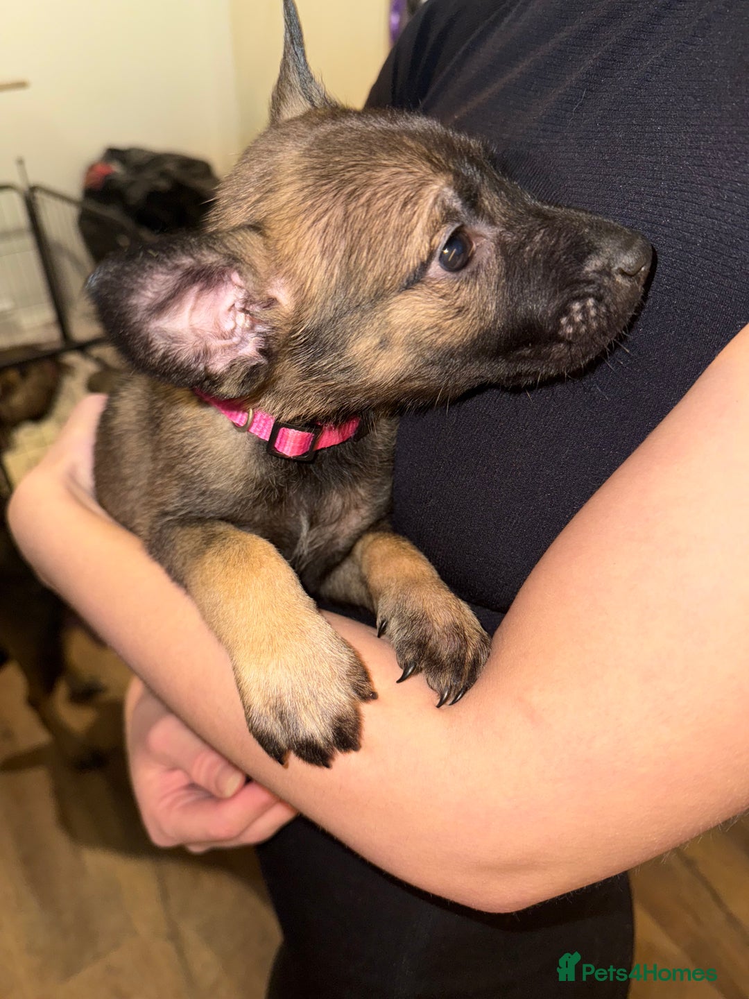 Belgian Shepherd Dog dogs for sale: Pure Belgian Malinois Puppies - Advert 5