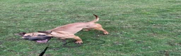 American Bull Staffy dogs for stud: Athletic American staff  - Advert 2