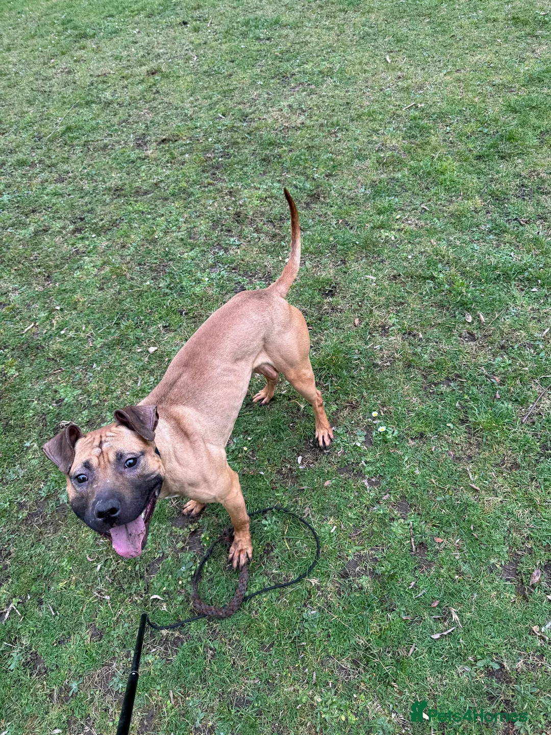 American Bull Staffy dogs for stud: Athletic American staff  - Advert 2
