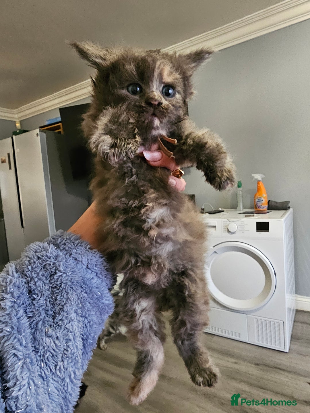 Maine Coon cats for sale: Maine Coon Kittens for Sale –2 Gi - Advert 4