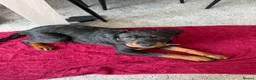 Rottweiler dogs for sale: Urgent!!!!  16 week Rotti for sale  - Advert 2