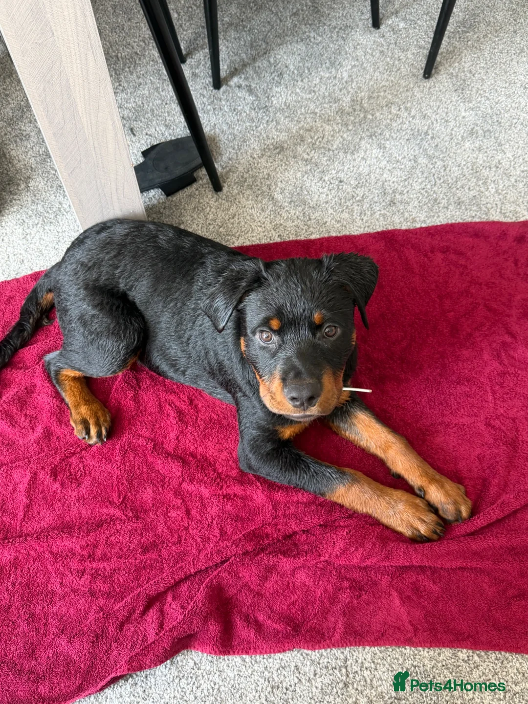 Rottweiler dogs for sale: Urgent!!!!  16 week Rotti for sale  - Advert 2