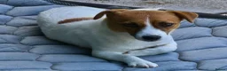 Jack Russell dogs for adoption: FIONA – Young Jack Russell Terrier - Advert 4