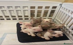 French Bulldog dogs for sale: Unique Pink/Fluffy French bulldogs READY - Image 3