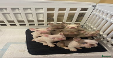 French Bulldog dogs - Advert 2