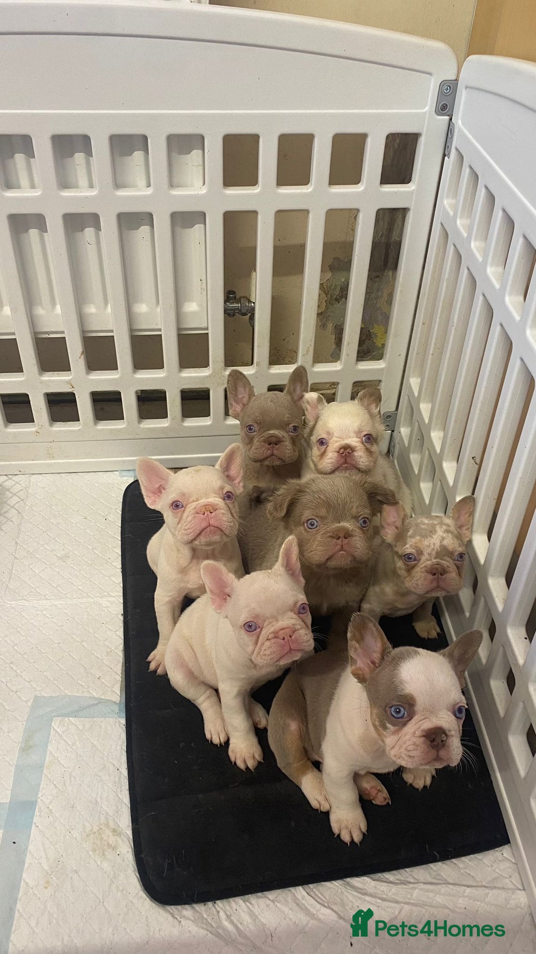 French Bulldog dogs for sale: Unique Pink/Fluffy French bulldogs READY - Image 3