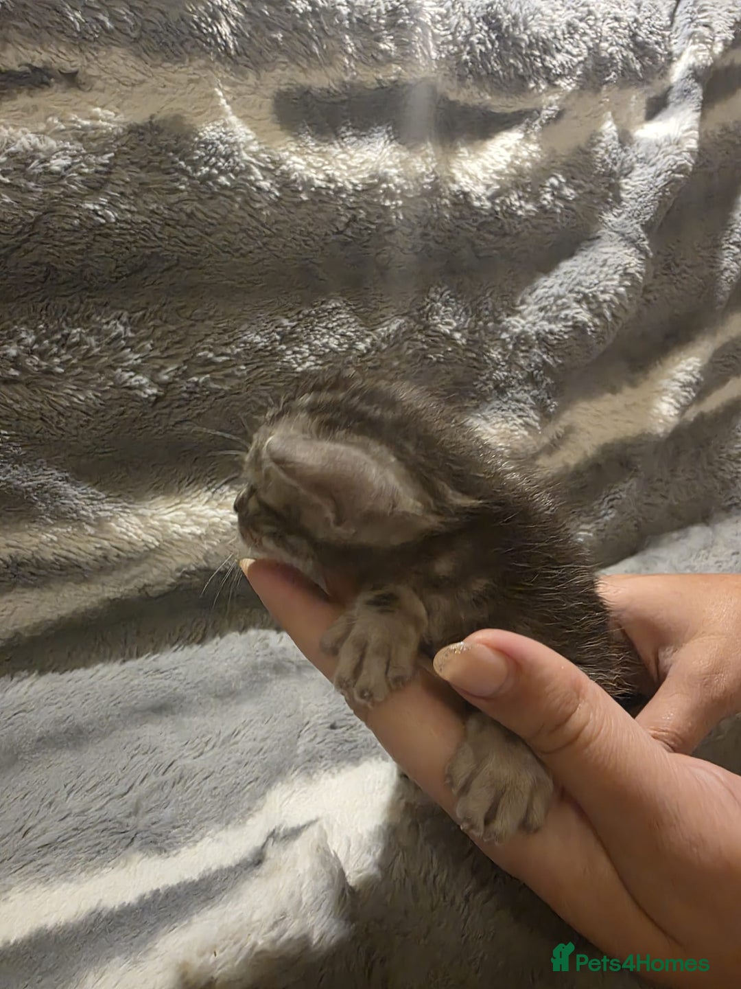 Bengal cats for sale: Rare Bengal babies - Image 10