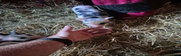 Pig livestock for sale: Super cute micro/mini and juliana pigs - Advert 11