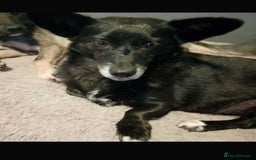 Mixed Breed dogs for adoption: Meet Lizzie (aka Lizzie Lou) - Image 1