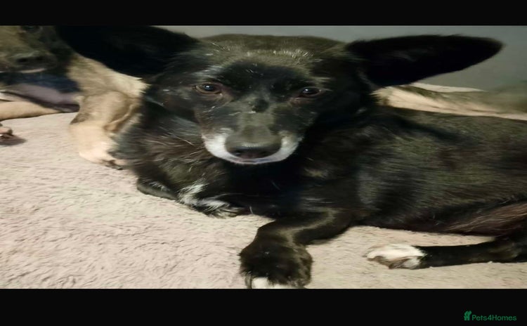 Mixed Breed dogs - Advert 2